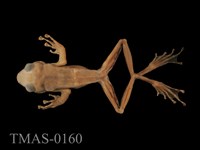 藏品(翡翠樹蛙)的圖片